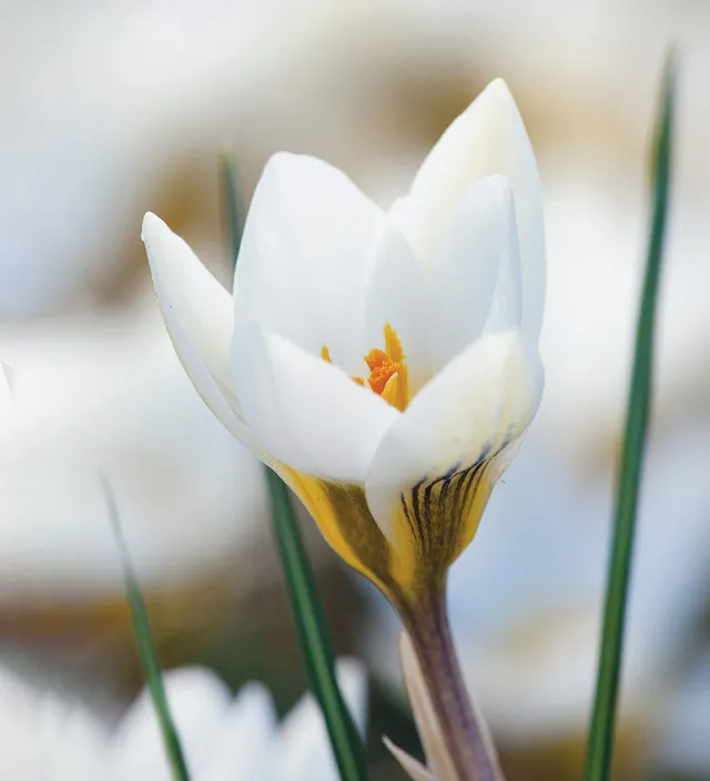 Sarah Raven Bulbs Crocus Ard Schenk Blumenzwiebeln 25 Stück Weiß