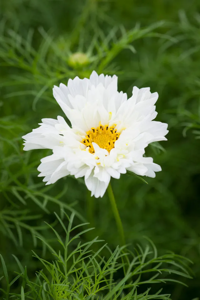 Sarah Raven Seeds Cosmos Fizzy White Blumensamen 50 Samen weiß