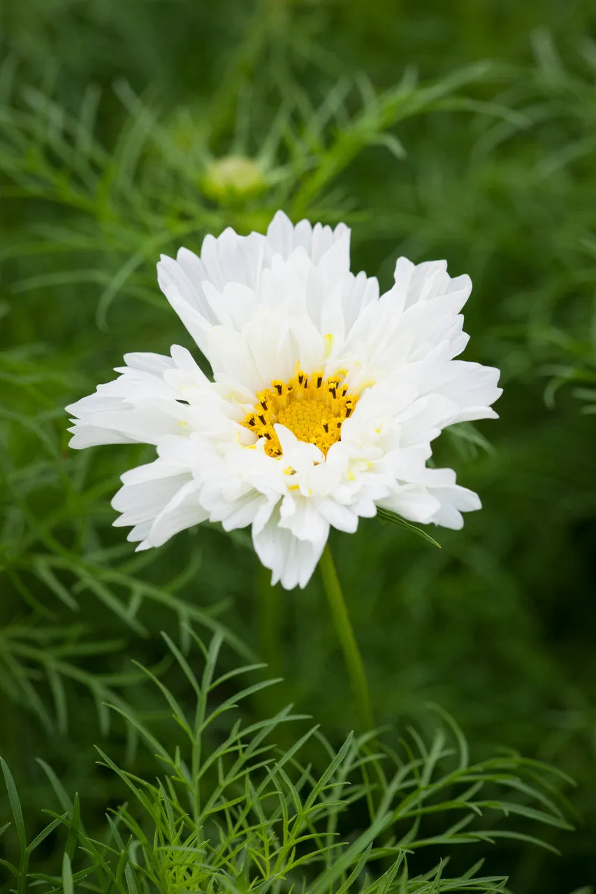 Sarah Raven Seeds Cosmos Fizzy White Blumensamen 50 Samen weiß