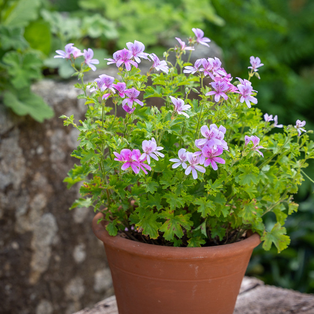 Sarah Raven Plants Pelargonie Prince of Orange 3x 9cm Duft