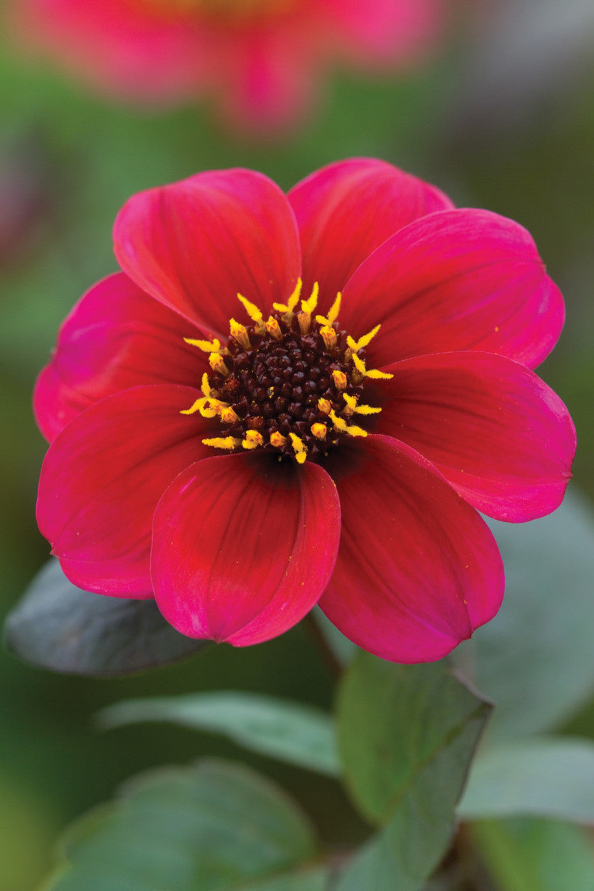 Sarah Raven Plants Dahlia Roxy Pflanzen 3x 9cm magenta