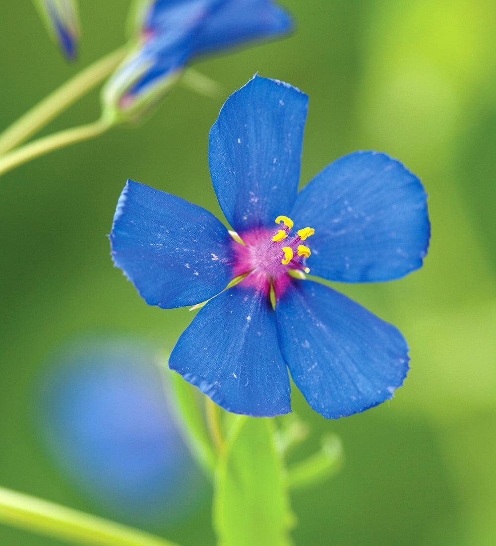 Sarah Raven Plants Anagallis Sky Lover 3x 9cm Topf blau