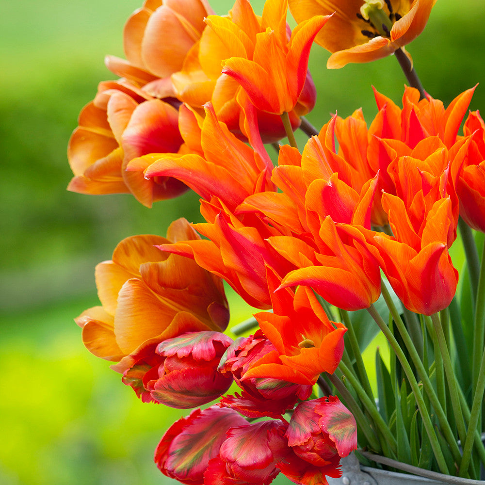 Sarah Raven Bulbs Scented Tulip Collection Tulpen 40 Zwiebeln Duft