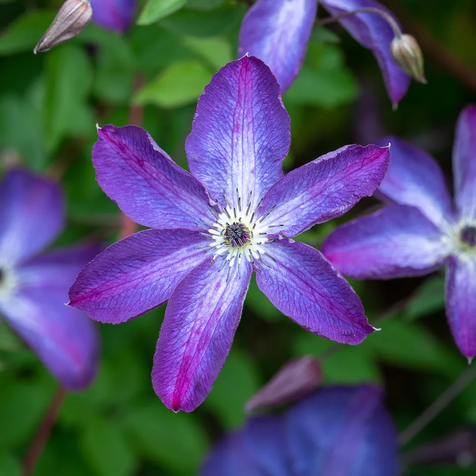 Sarah Raven Plants Clematis Venosa Violacea Pflanze 2 Liter lila