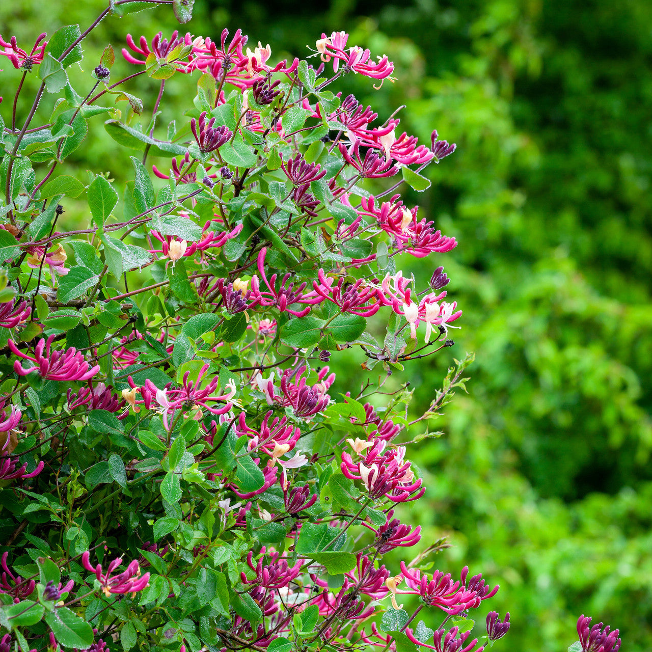 Sarah Raven Plants Lonicera Belgica Pflanze 3-Liter-Topf duftend