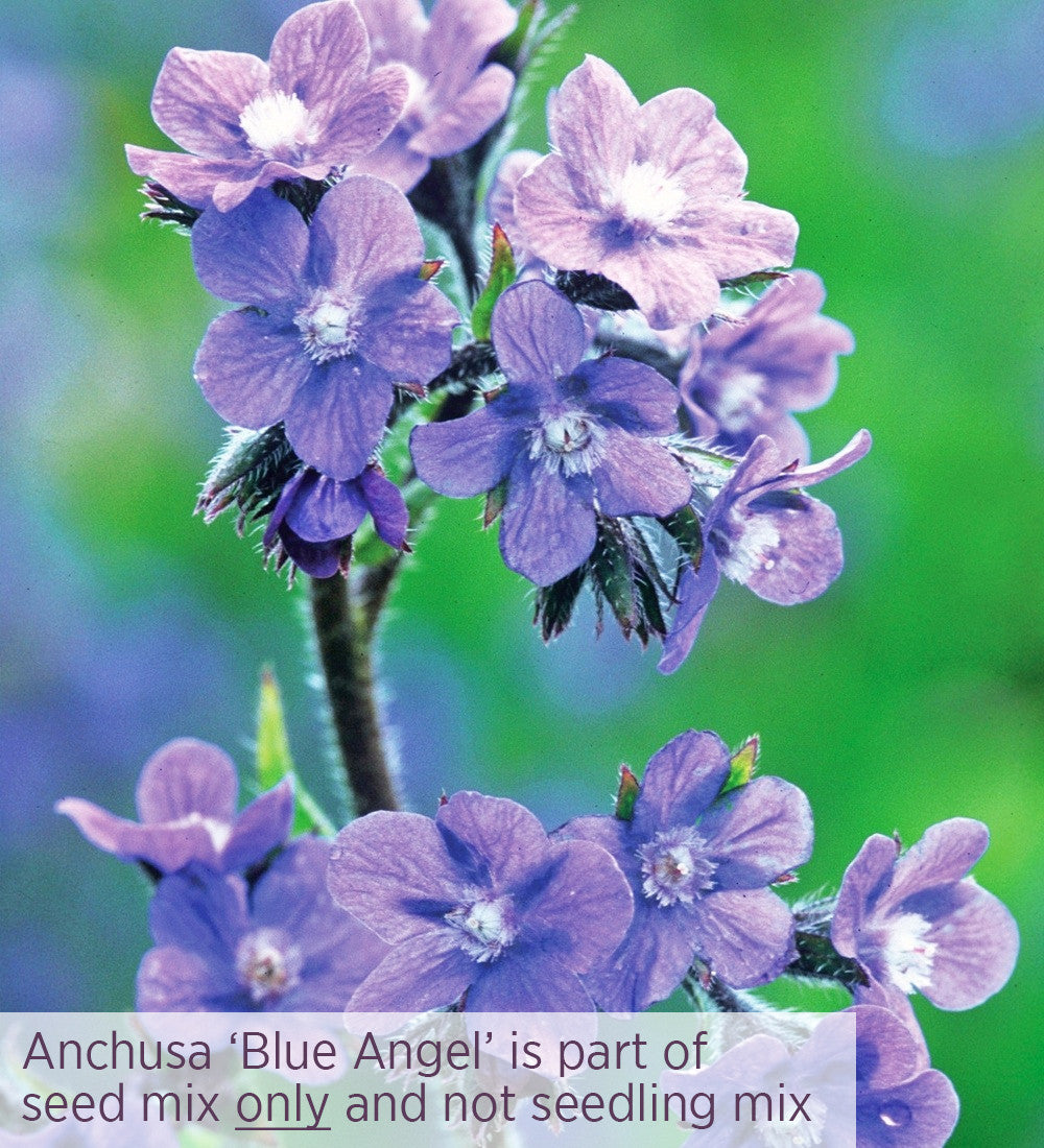 Sarah Raven Seeds Amethyst Sapphire Blumensamen 700 Samen Schnittblumen