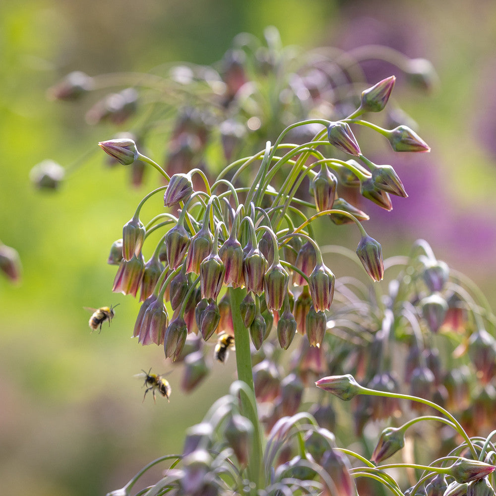 Sarah Raven Allium Collection Blumenzwiebeln 36 Stück bienenfreundlich