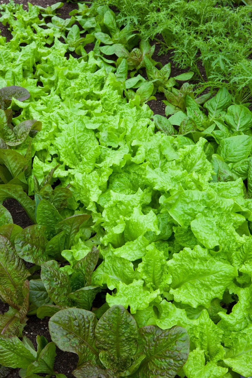 Sarah Raven Seeds Lettuce Best Winter Mix Salatsamen 300 Samen