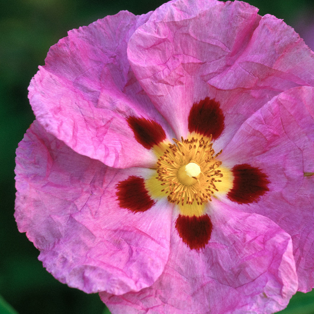 Sarah Raven Plants Zistrose Cistus purpureus 2L Topf rosa