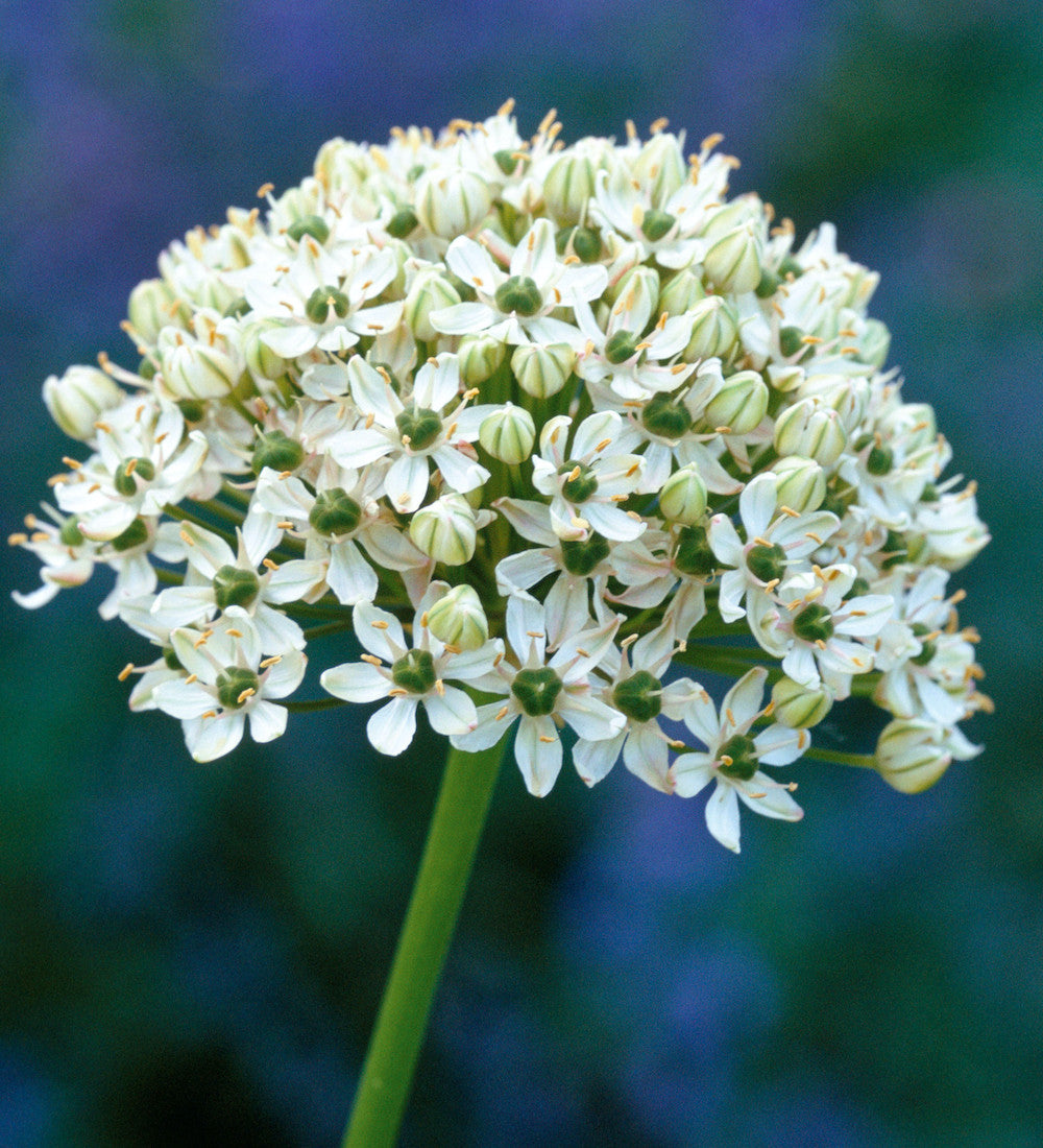 Sarah Raven Bulbs Allium nigrum Blumenzwiebeln weiß 15 Stück