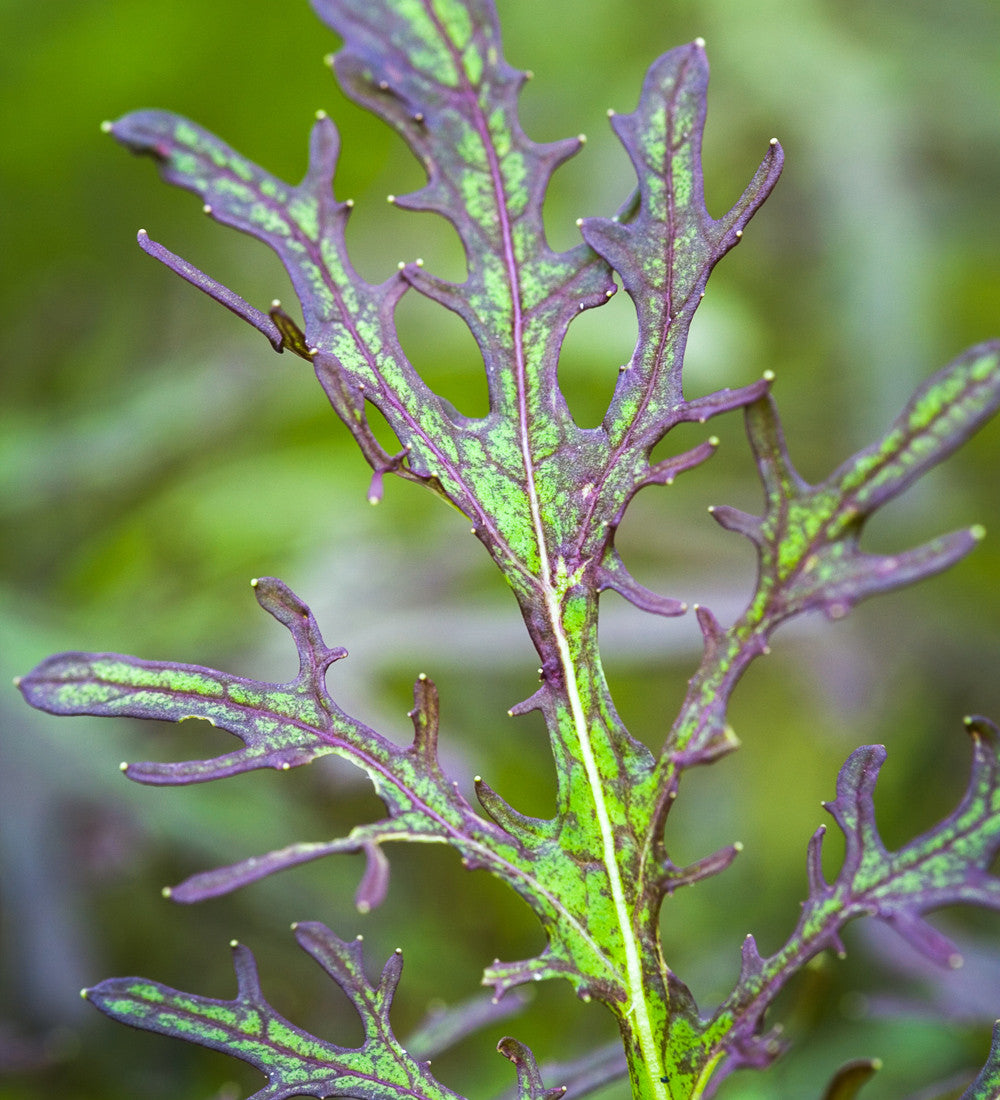 Sarah Raven Seeds Stir-fry Autumn Winter Samen 4 Tütchen Gemüse