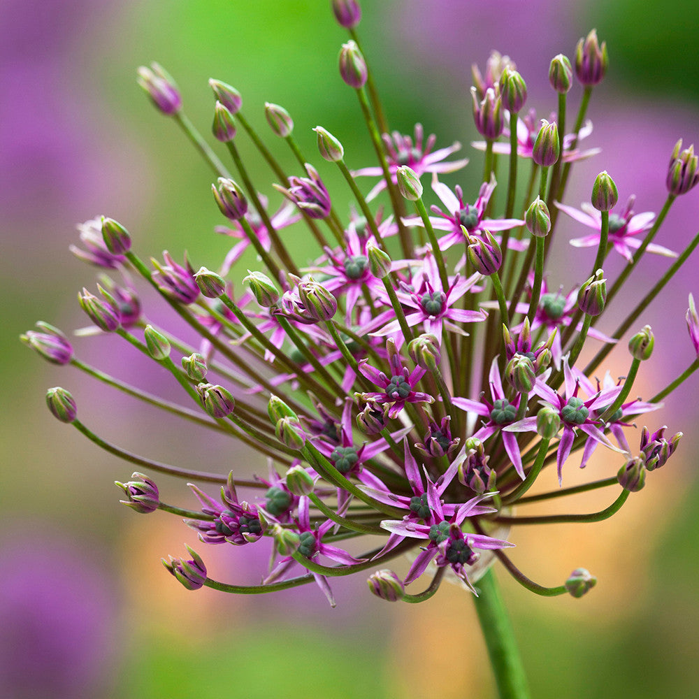 Sarah Raven Parham Allium Blumenzwiebeln 15 Stück lila Mix