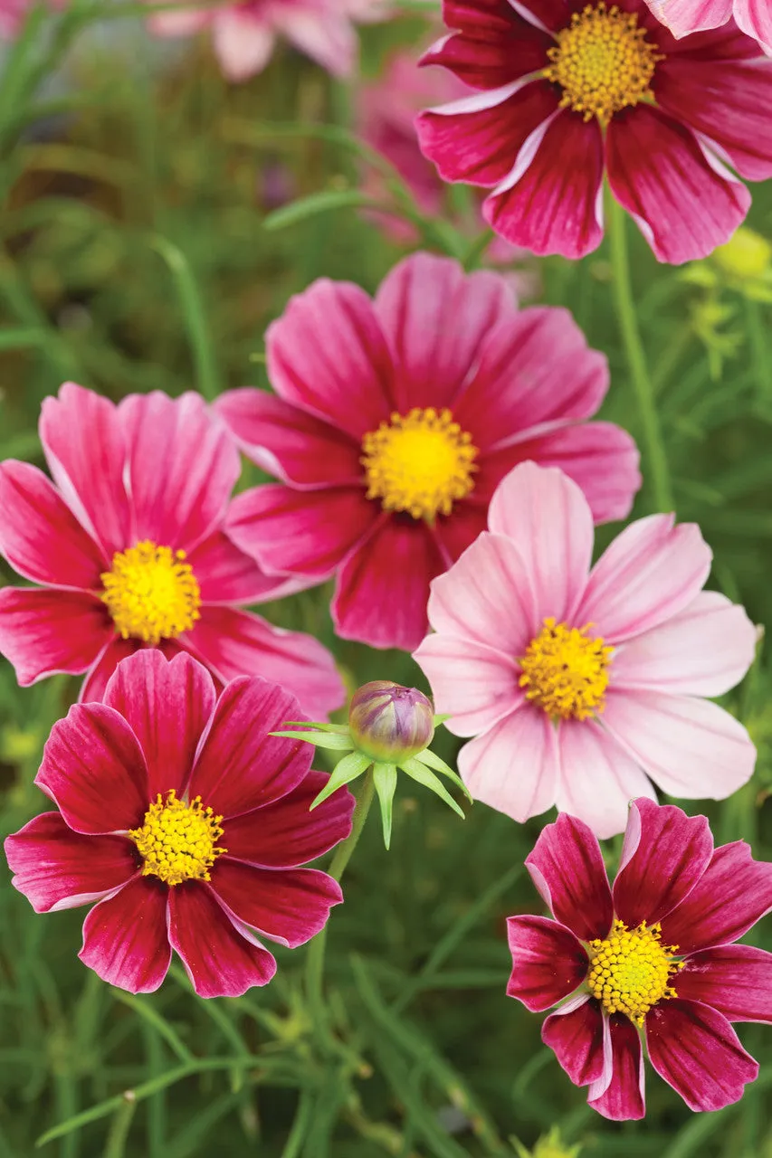 Sarah Raven Plants Cosmos Antiquity Blumensamen 40 Samen karmesin