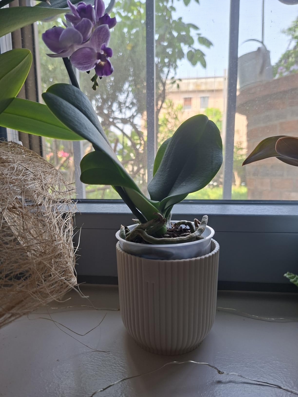elho Vibes Blumentopf Mini 7cm buttergelb rund für innen