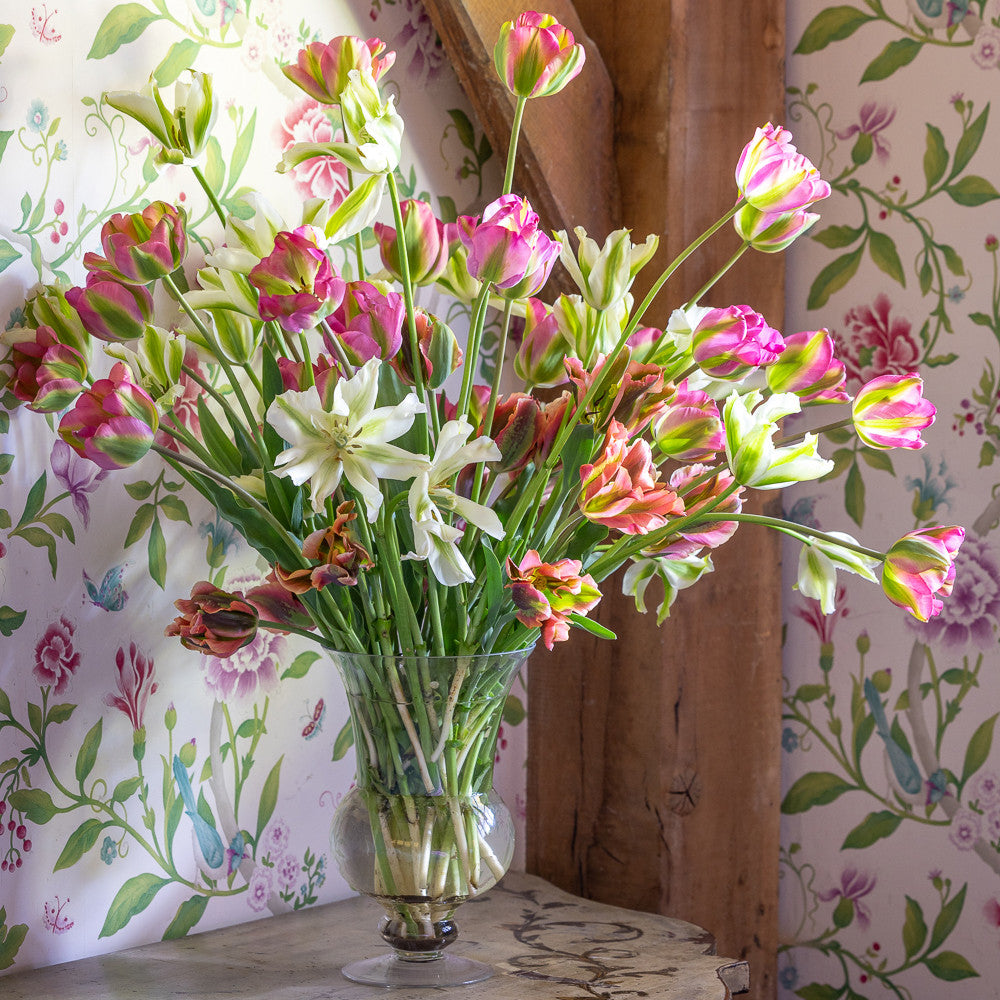 Sarah Raven Bulbs Super Perennial Tulpenmischung 30 Blumenzwiebeln
