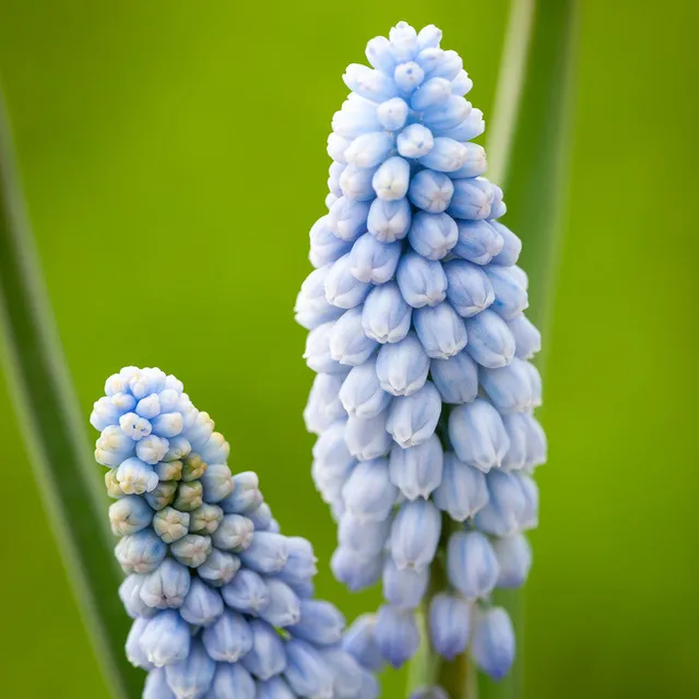 Sarah Raven Bulbs Muscari Babies Breath Blumenzwiebeln 25 Stück hellblau