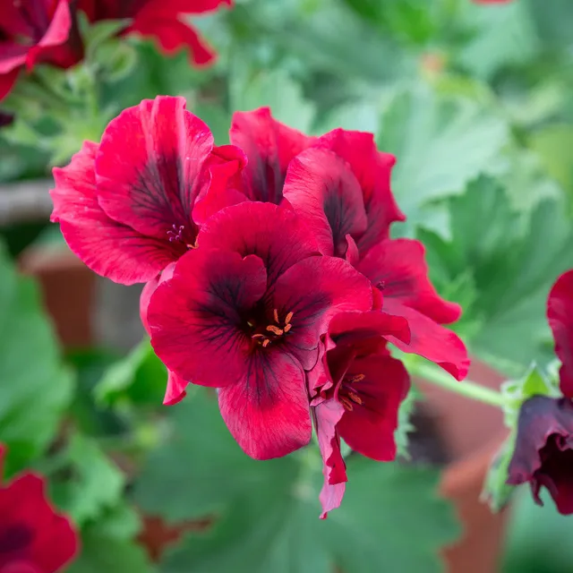 Sarah Raven Plants Pelargonium Dark Venus Geranie 2L-Topf burgunder