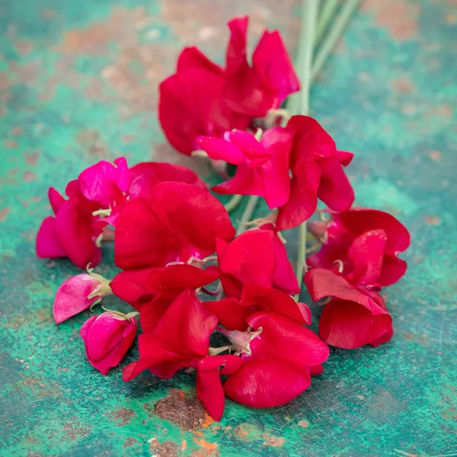 Sarah Raven Seeds Sweet Pea Scarlett Blumensamen 20 Samen