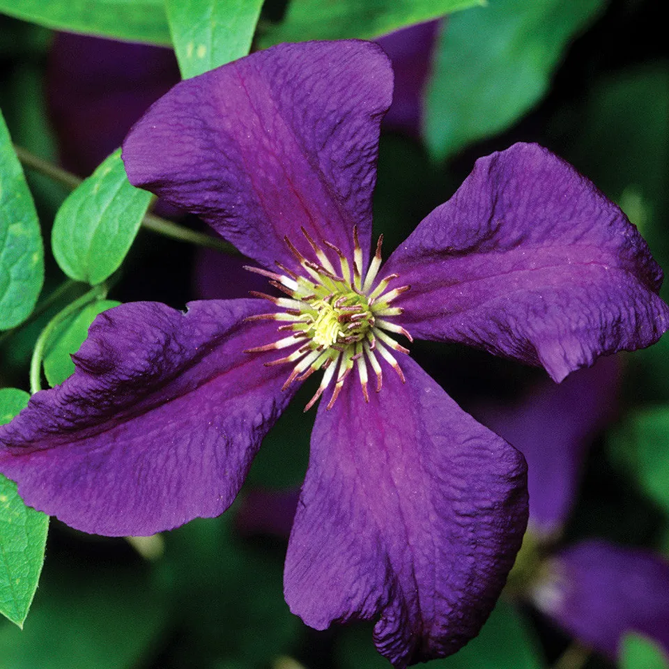Sarah Raven Clematis viticella Polish Spirit Kletterpflanze 2L violett
