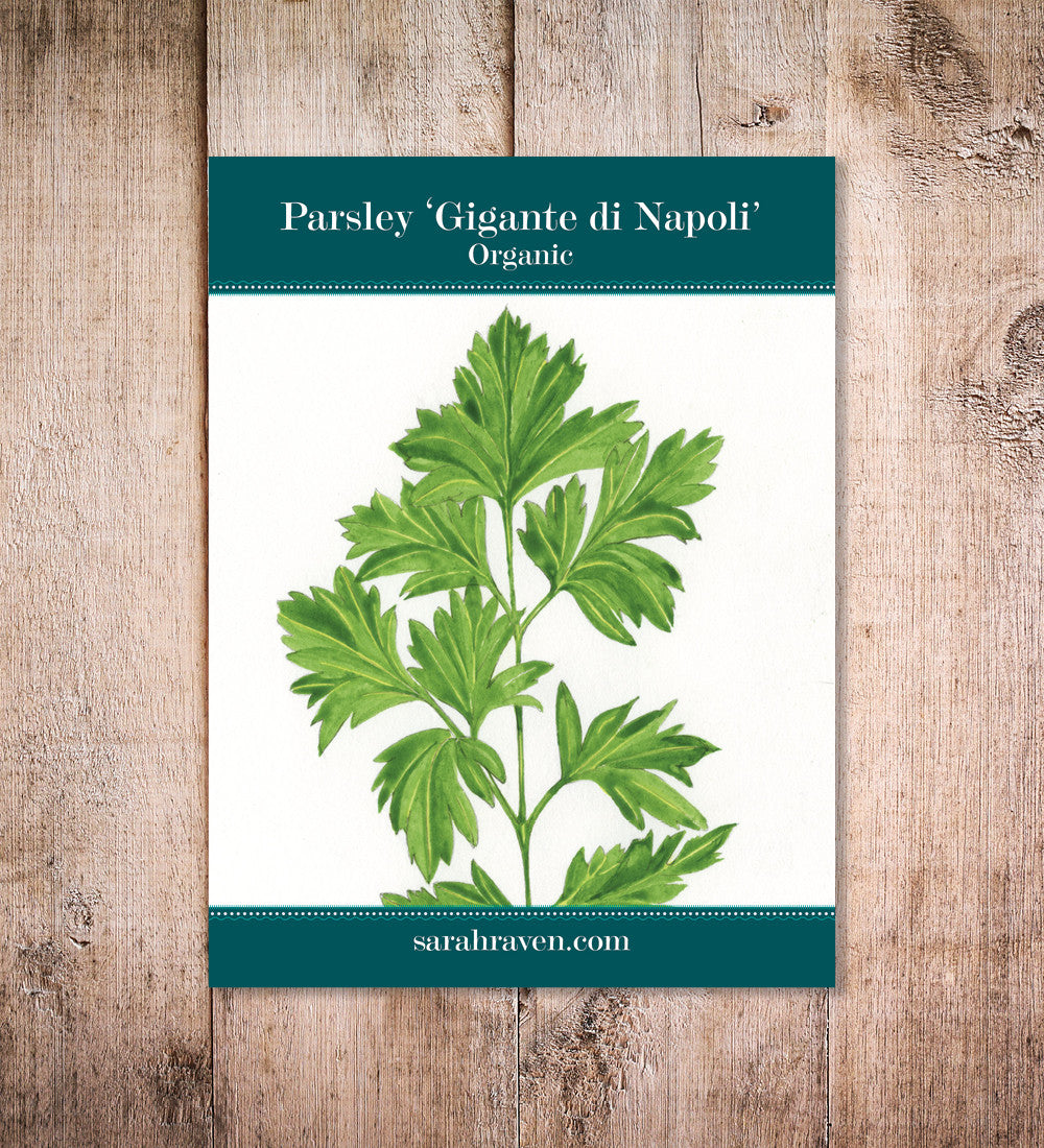 Sarah Raven Seeds Petersilie Gigante di Napoli Samen 300 Bio
