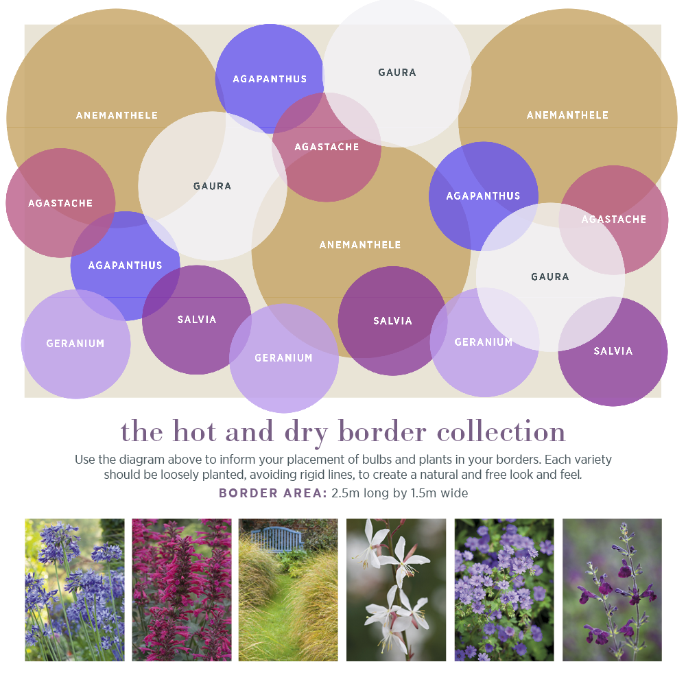 Sarah Raven Plants Hot and Dry Border Collection Stauden 18 Stk