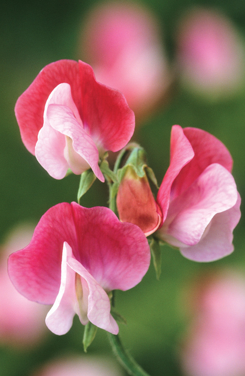 Sarah Raven Seeds Sweet Pea Duftwicke 20 Samen stark duftend pink