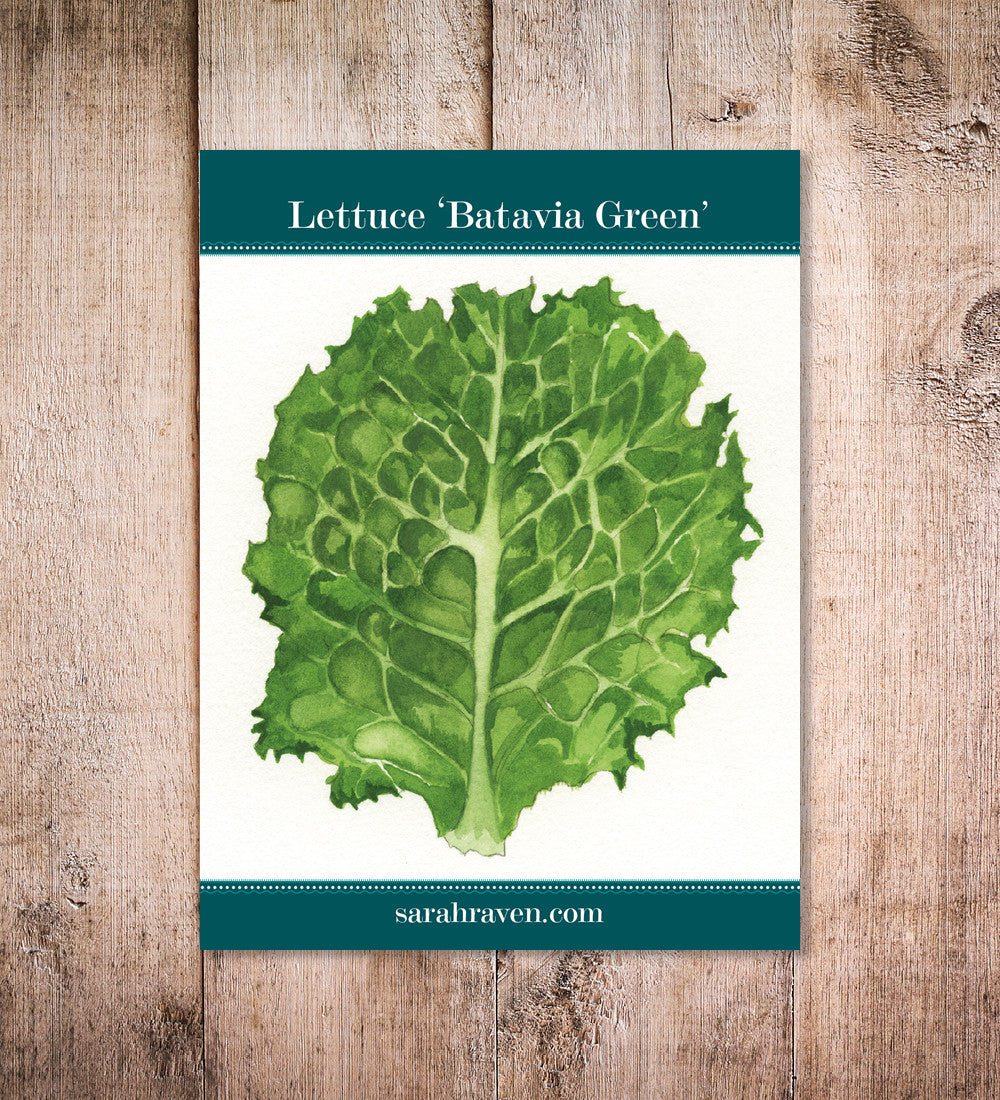 Sarah Raven Seeds Salat Batavia Green Samen 750 Samen