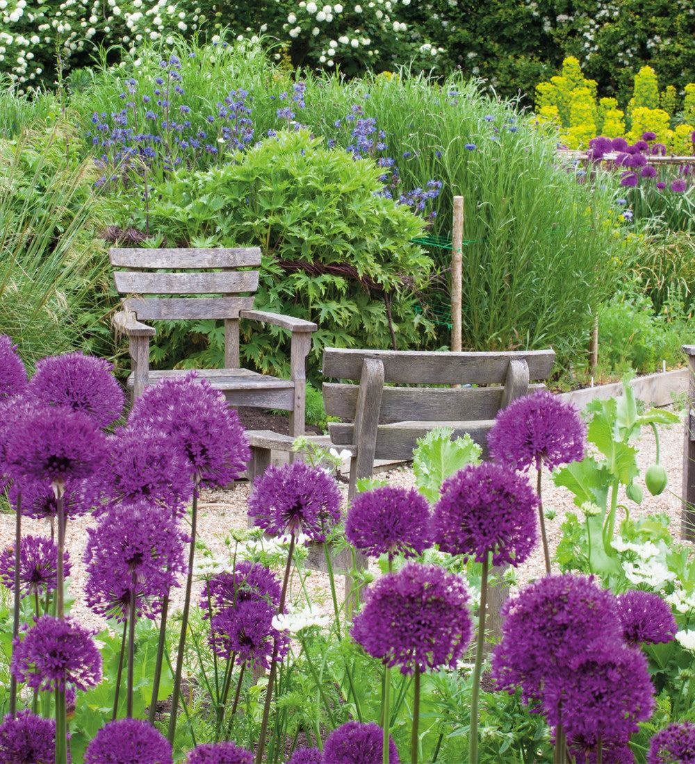 Sarah Raven Bulbs Fantastic Allium Collection Blumenzwiebeln 70 Stück