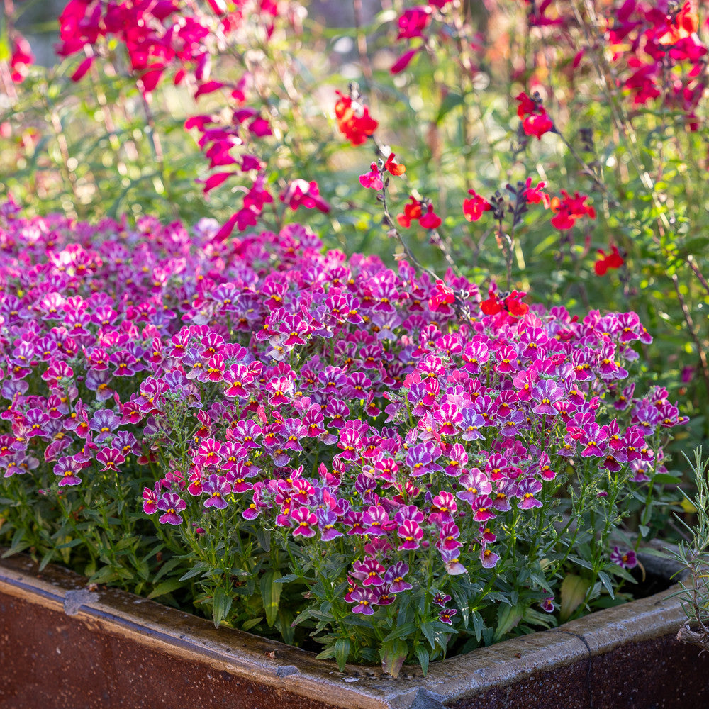 Sarah Raven Plants Nemesia Tutti Frutti Pflanze 3x 9cm Topf