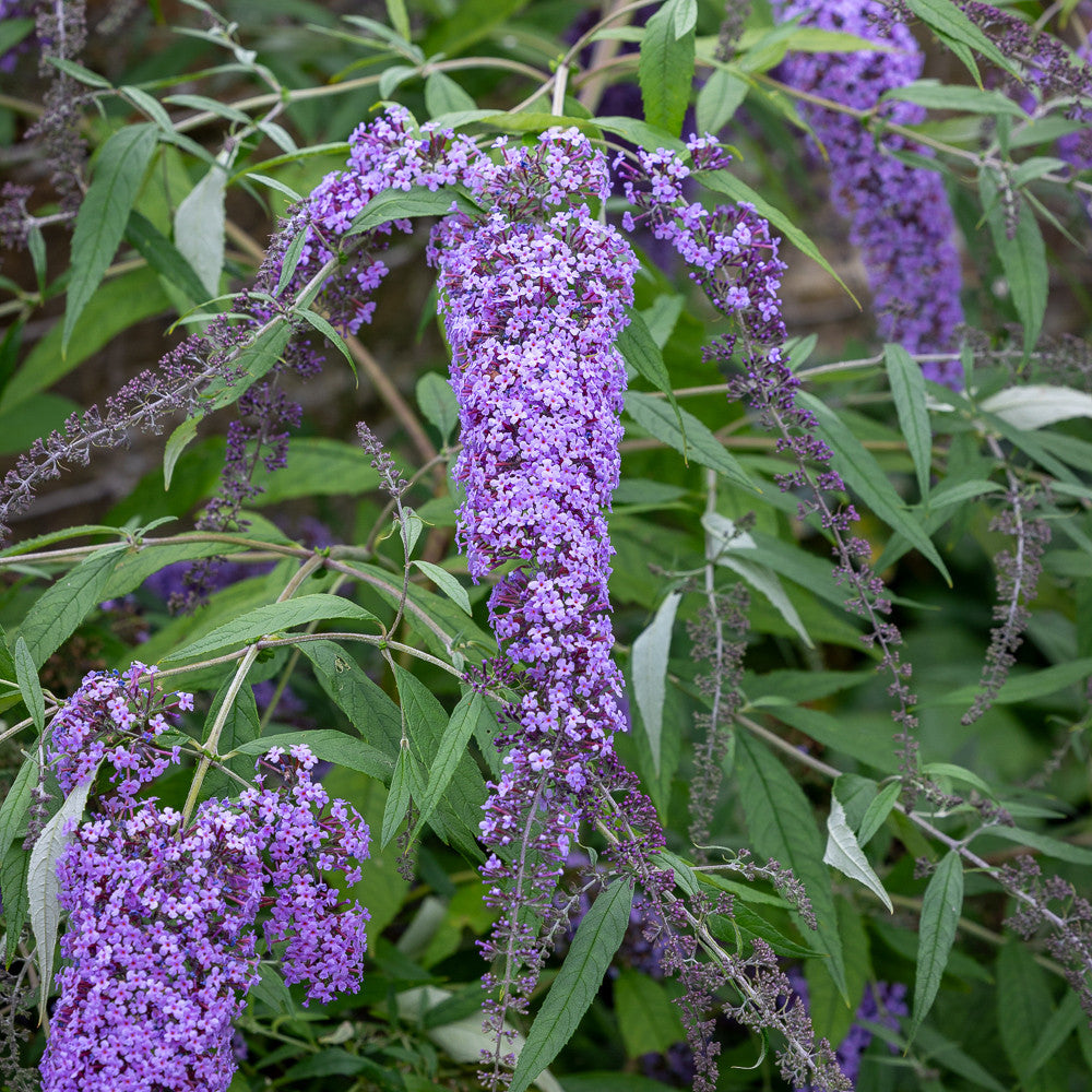 Sarah Raven Buddleja Wisteria Lane Pflanze 2 Liter Topf duftend