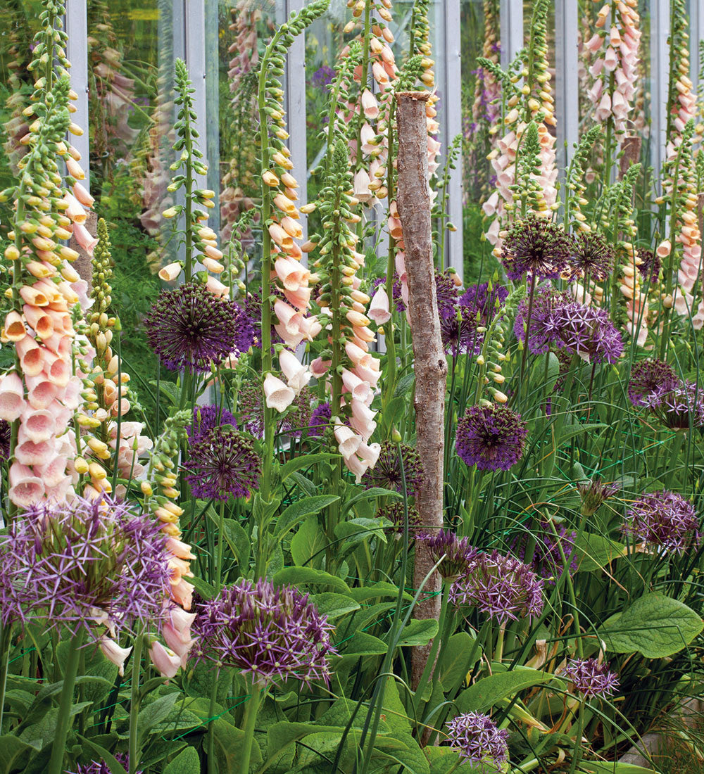 Sarah Raven Bulbs Allium cristophii Zwiebeln 15 Zwiebeln lila