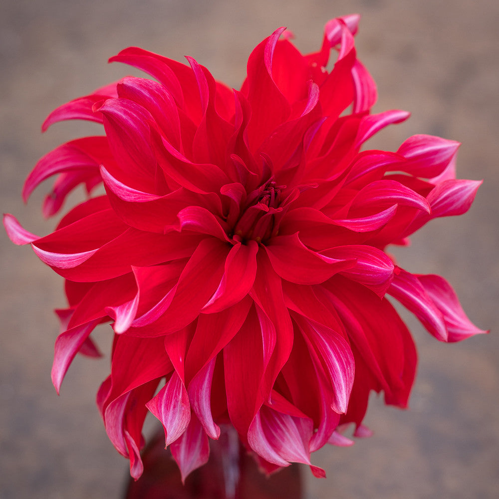 Sarah Raven Bulbs Dahlie Red Labyrinth Knolle 1 Stück dunkelrot