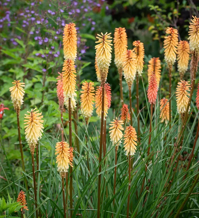 Sarah Raven Plants Kniphofia Tawny King Pflanze 3x 9cm apricot