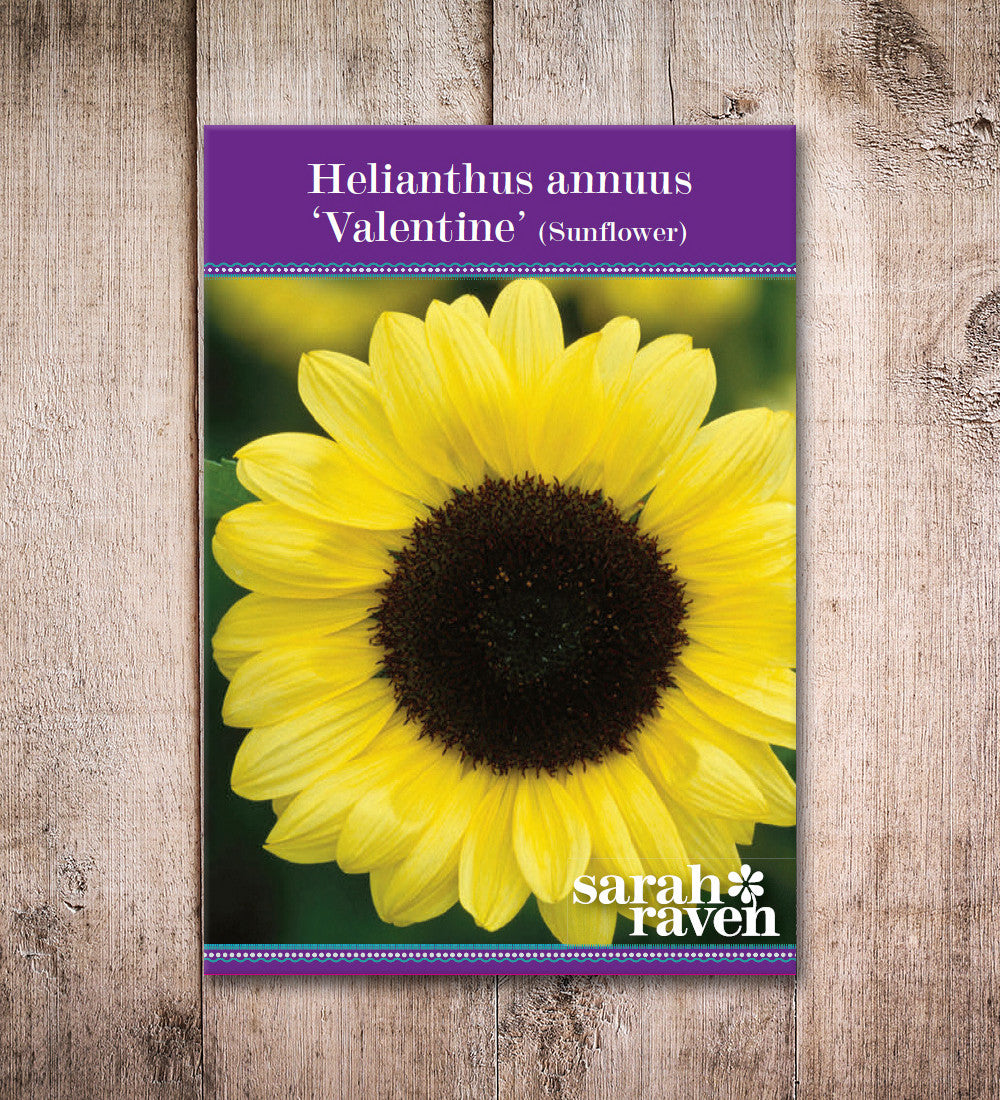 Sarah Raven Seeds Sonnenblumensamen Valentine 20 Samen gelb