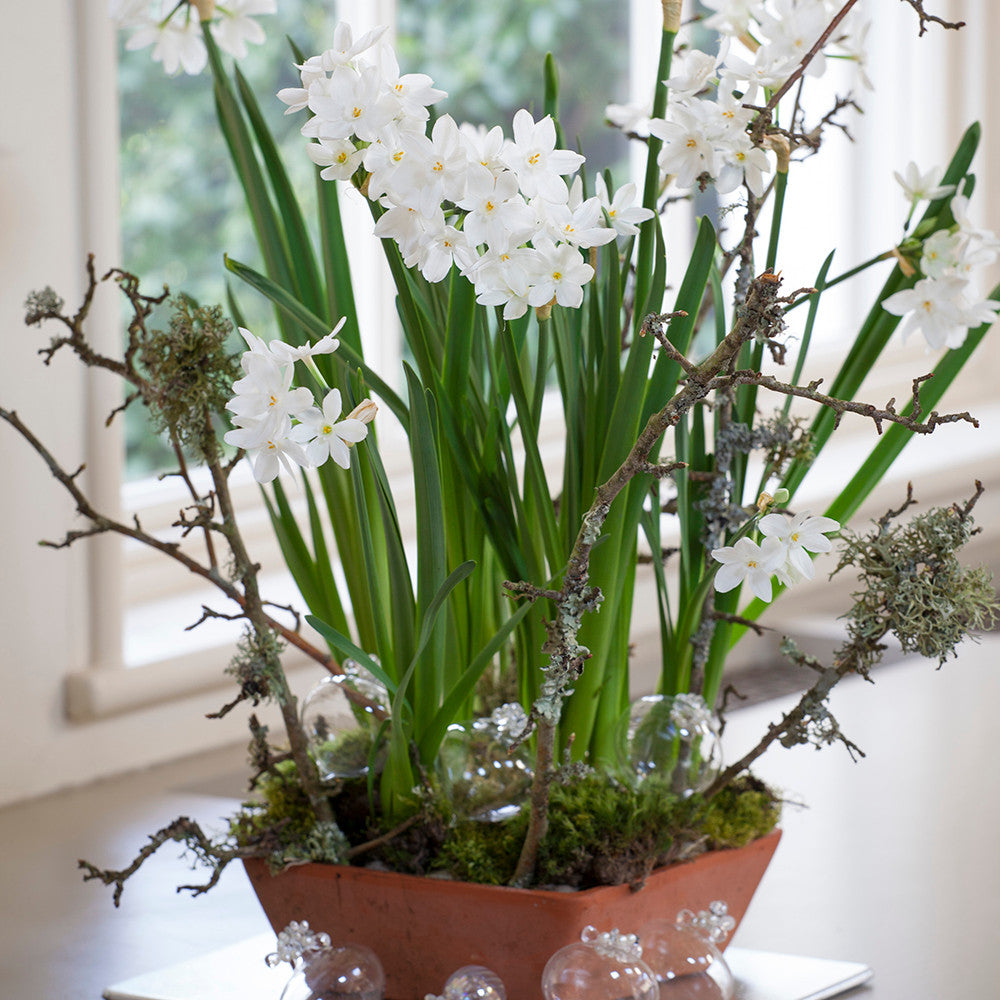Sarah Raven Bulbs Narcissus Ziva Narzissen 15 Zwiebeln weiß duftend