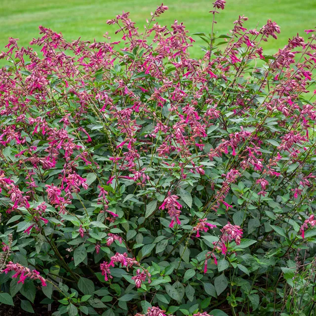 Sarah Raven Plants Salvia Wendy's Wish Gartenpflanze 2L pink