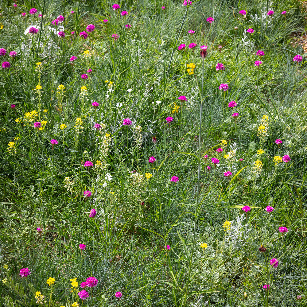 Sarah Raven Seeds Flowery Ground Cover Meadow Samen 6g + Shaker