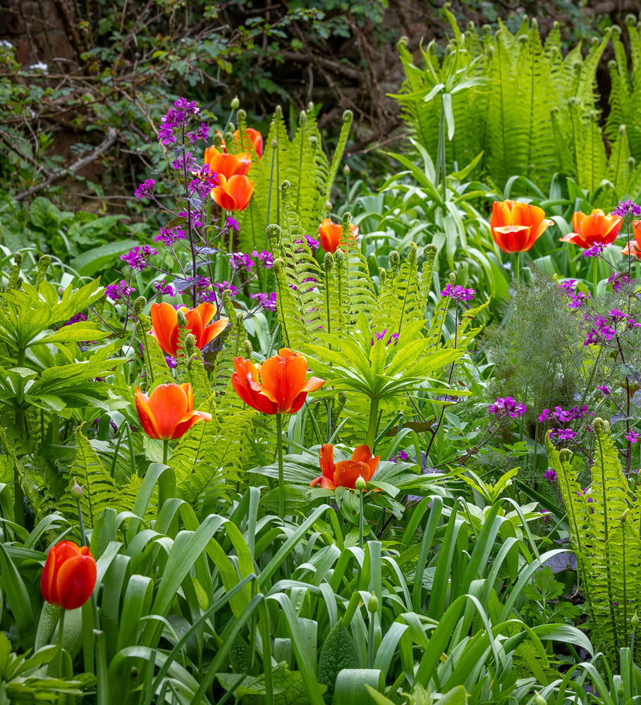 Sarah Raven Bulbs Tulpe Queensday Blumenzwiebeln 10 Stück hoch