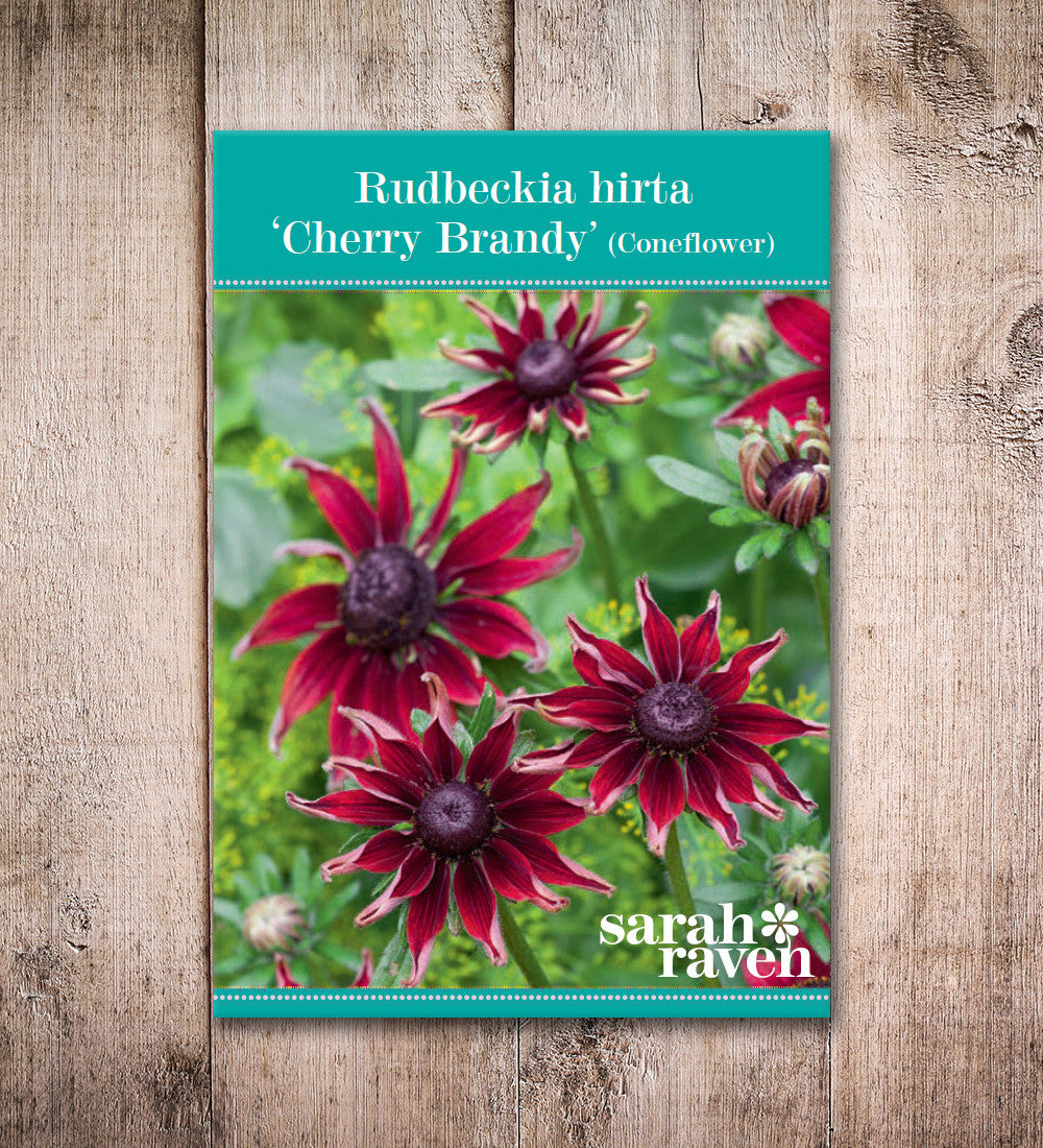 Sarah Raven Seeds Rudbeckia Cherry Brandy Sonnenhut 30 Samen