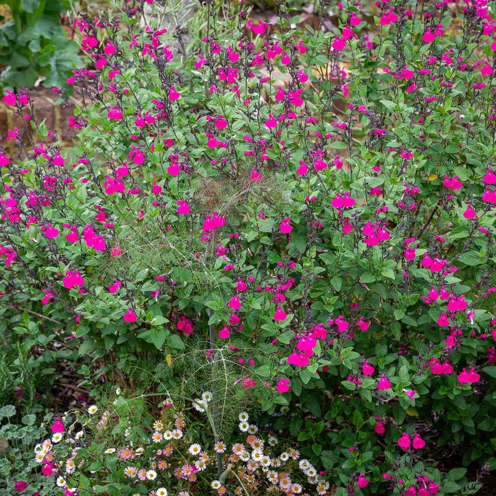Sarah Raven Plants Salvia Cerro Potosi Pflanze 1 x 2 Liter Topf rosa