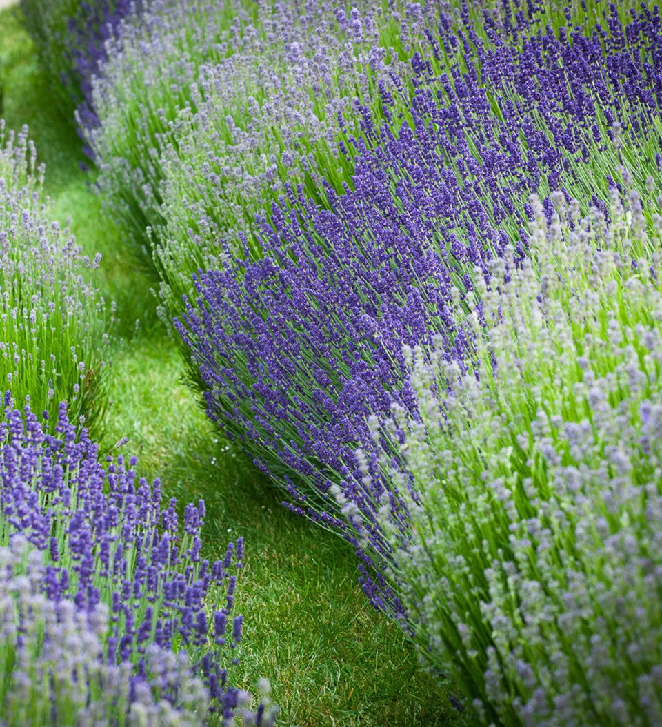 Sarah Raven Seeds Line a Path Lavender Mix Samen 100 Stück