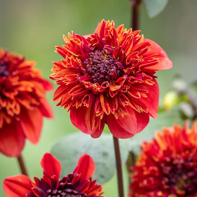 Sarah Raven Dahlia Adam's Choice Dahlie 1 Knolle Toffee