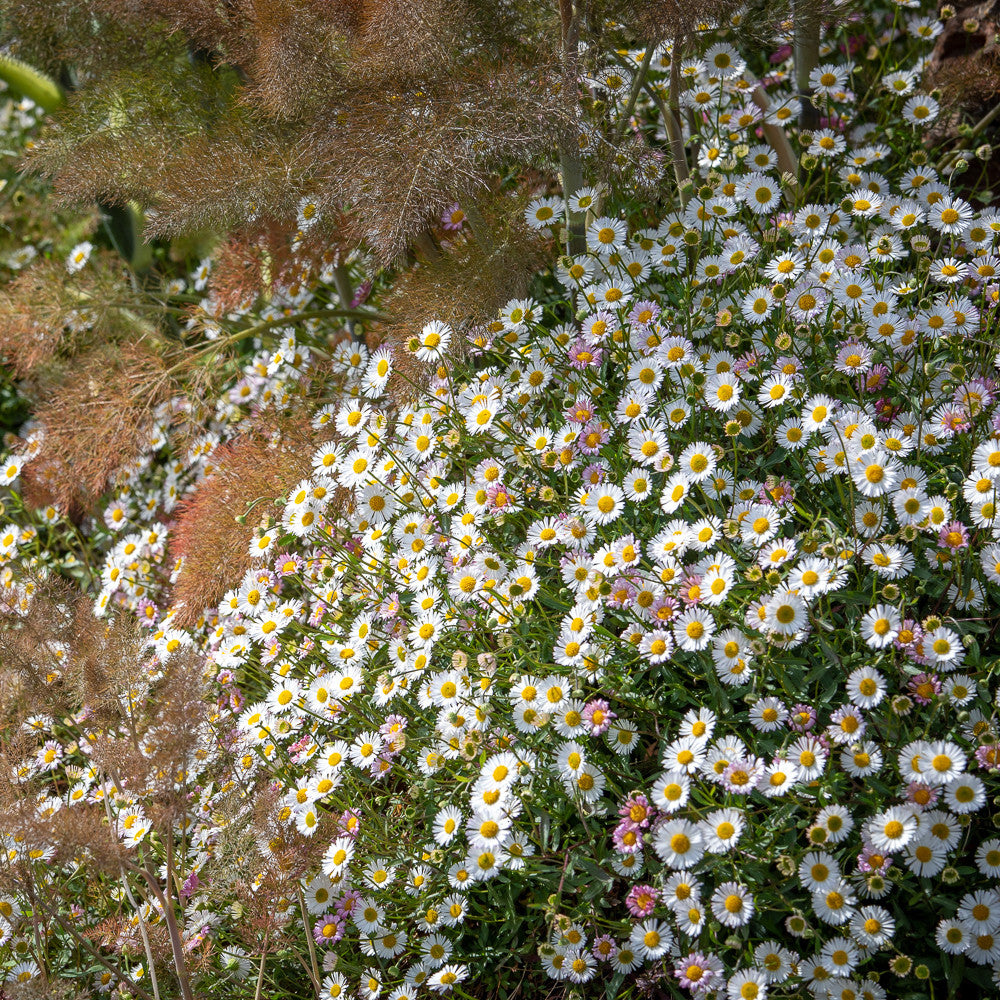 Sarah Raven Plants Erigeron Profusion Blume 100 Samen rosa-weiß
