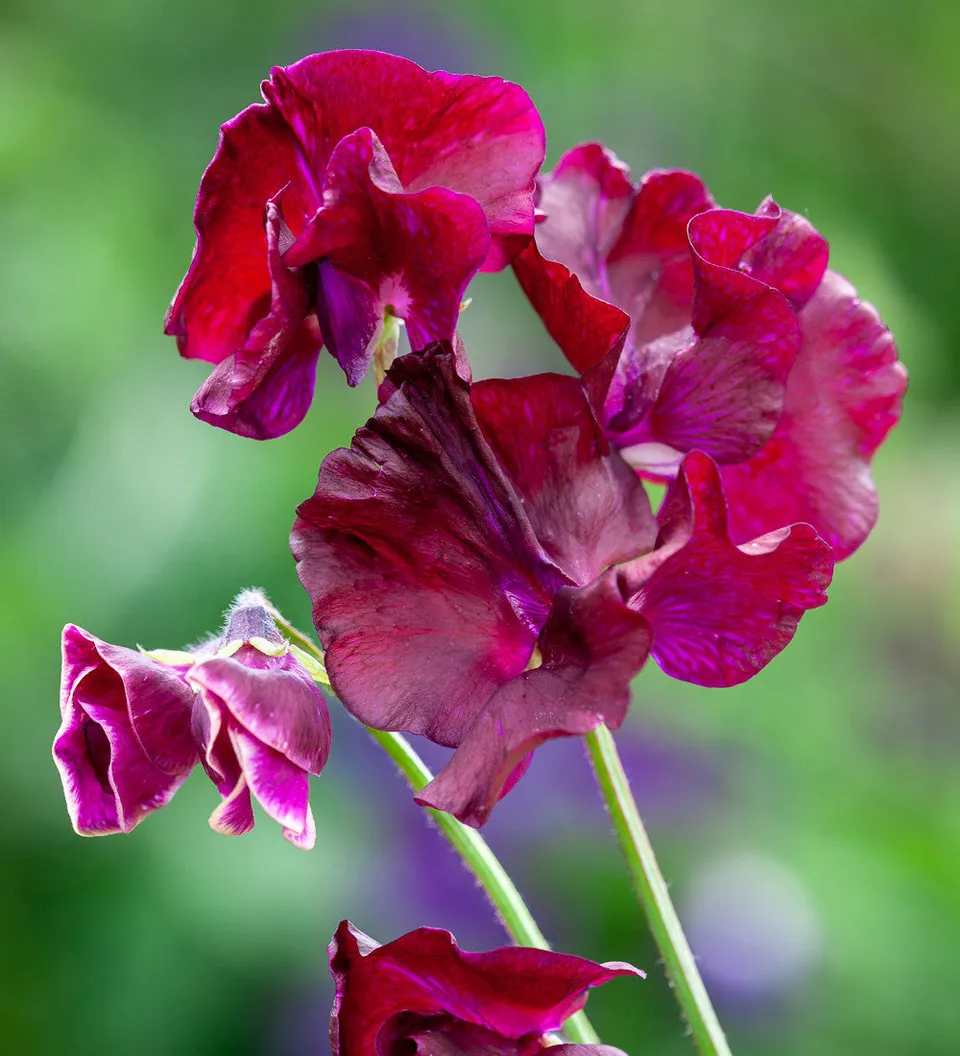 Sarah Raven Plants Sweet Pea Beaujolais Blumensamen 25 rot duftend