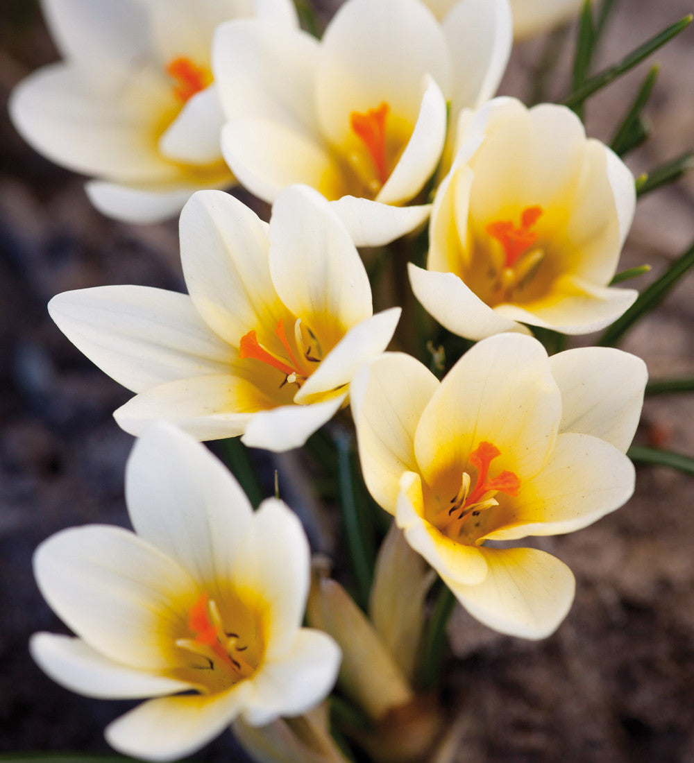 Sarah Raven Bulbs Ice Blue Crocus Collection Krokus 30 Knollen