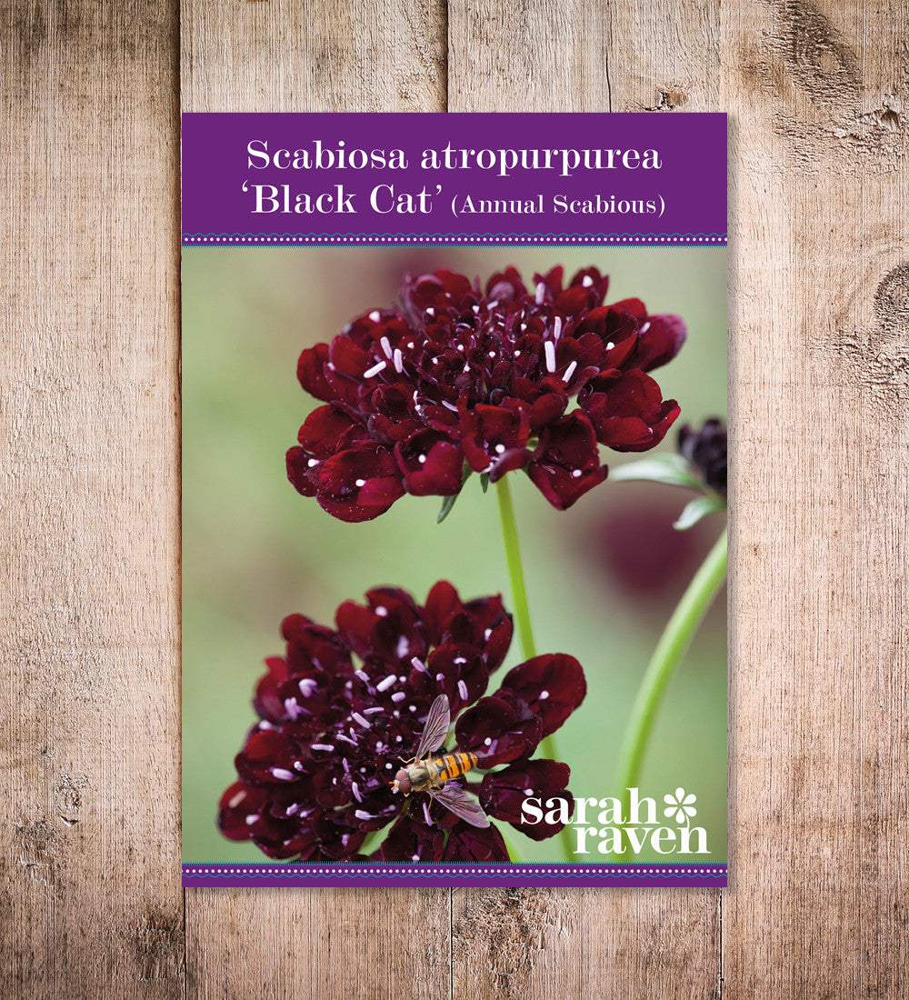 Sarah Raven Scabiosa Black Cat Skabiose Samen 50 Stück