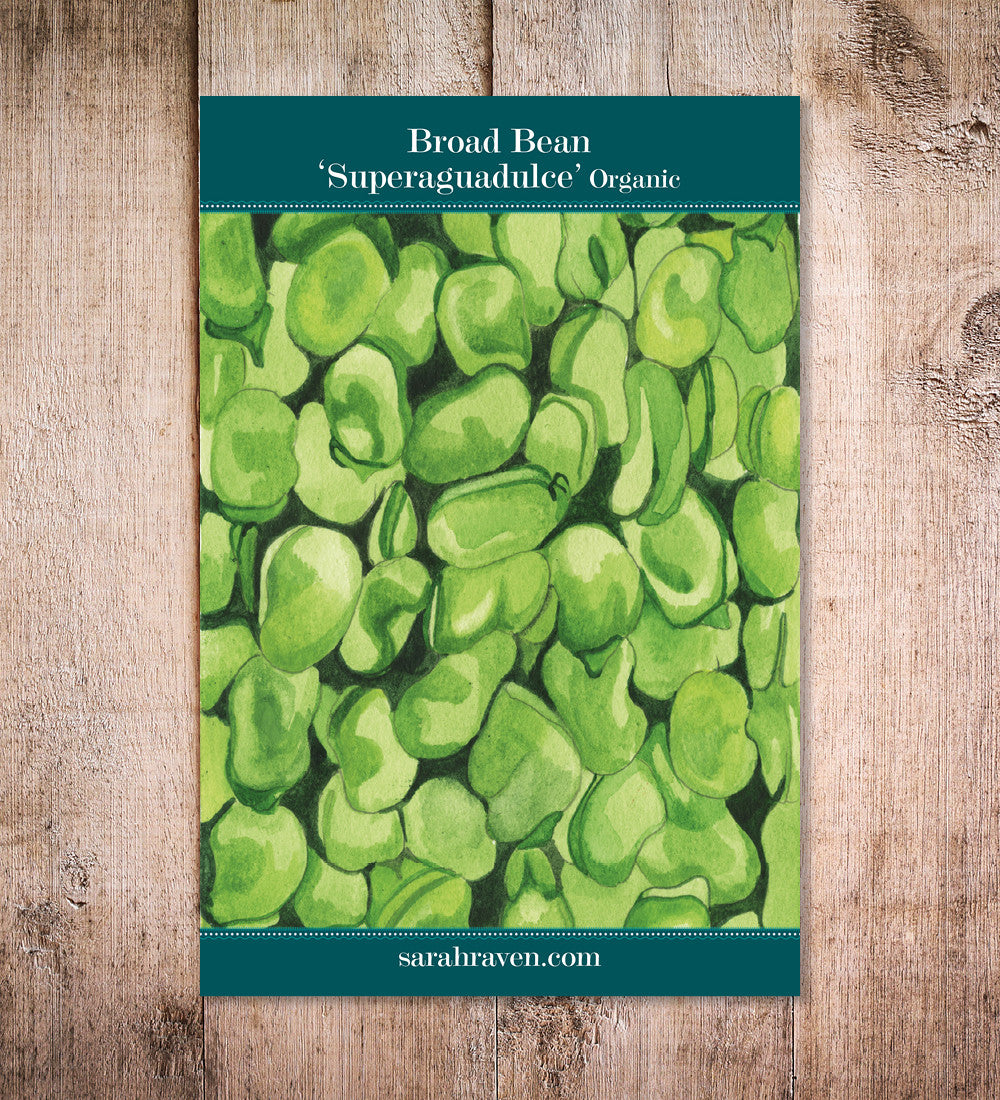 Sarah Raven Seeds Dicke Bohne Super Aquadulce Bio 35 Samen