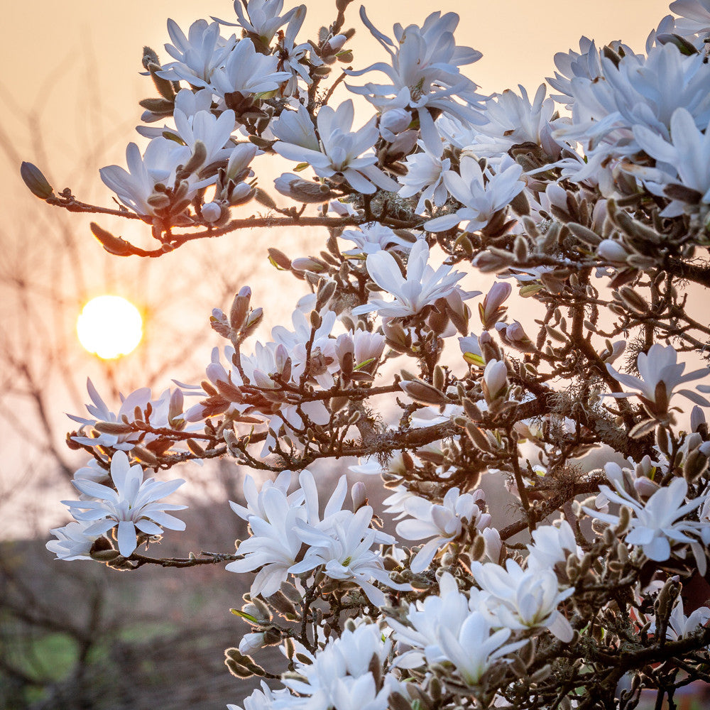 Sarah Raven Plants Magnolia stellata Sternmagnolie 1x 2 Liter Topf