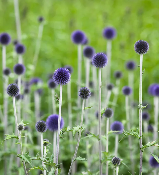 Sarah Raven Plants Echinops Veitchs Blue Staude 2-Liter-Topf blau