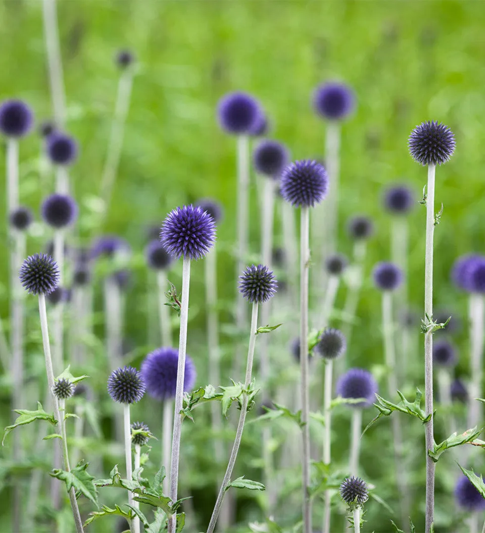 Sarah Raven Plants Echinops Veitchs Blue Staude 2-Liter-Topf blau